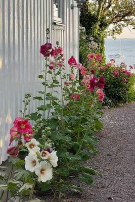 Villan vid hamnen - Bild 14