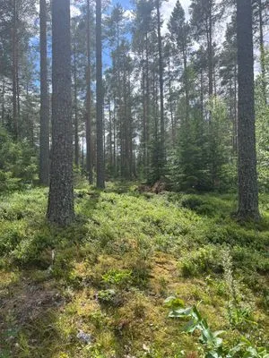 Idylliskt sommarhus på ö i skyddad skärgårdsmiljö - Bild 26