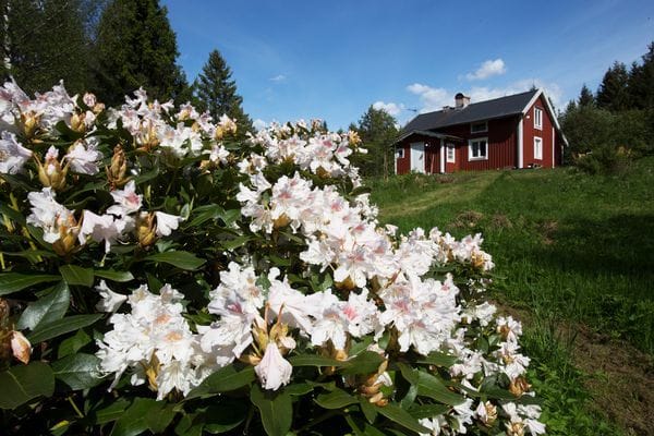 Skogstorp från 1880 uthyres - Bild 10