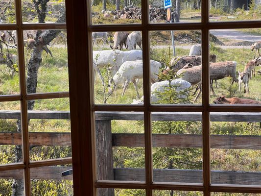 Genuin & modern fjällstuga i Björnliden/Grövelsjön - Bild 8