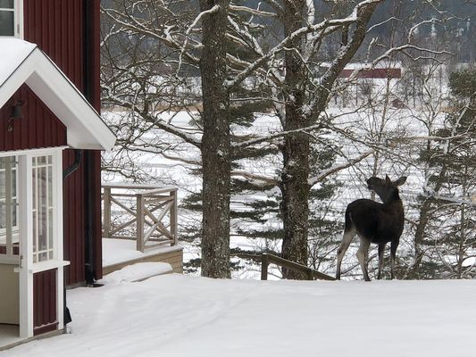 BESÖK FRÅN ÄLG I VINTERN - Bilden är inte "photoshopped"!
