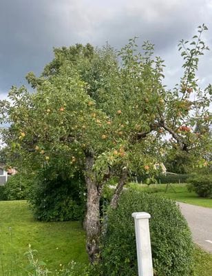 Mysigt hus i kyrkby nära Vänern - Bild 45