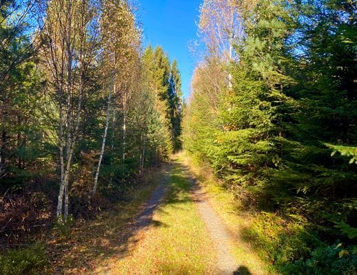 En pärla mitt ute i skogen intill en sjö. - Bild 3