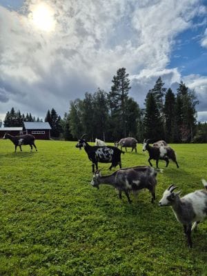Skogsidyll i Jämtland - natur, lugn - Bild 10