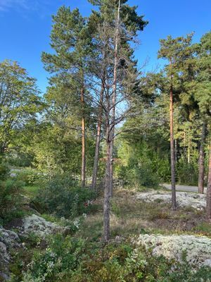 Utanför tomten är det skog och naturreservat
