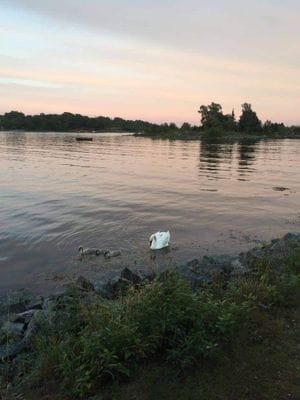 Mysig stuga vid skogens kant i bedårande Blekinge - Bild 20