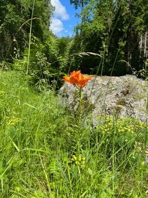 Ett torp i Sörmland med karaktär - Bild 21