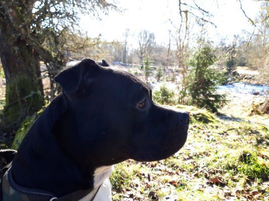 Naturskön och lantlig idyll mellan sjöar. - Bild 67