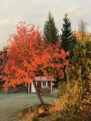 Hemtrevlig stuga i Bäcka, Orsa - Bild 14