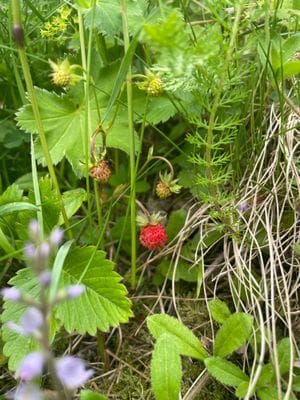 🌲Nyrenoverat fritidshus, Kanonläge med kvällssol☀ - Bild 27