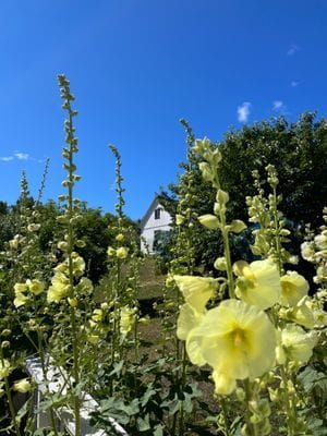 Gårdshus på Hamnvägen i Burgsvik - Bild 5