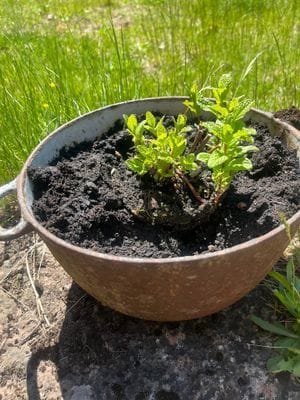 Charmigt sommarhus i Stora Rör – stor naturtomt - Bild 21