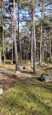 Herräng Dance camp i rofylld skog i Herräng - Bild 26