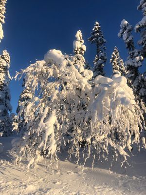 Mysig timmerstuga nära Tandådalen - Bild 12