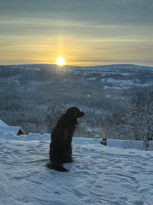 Hunden spanar på altanen. Fotat genom fönster.