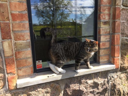 SMULTRONSTÄLLET - Stort gästboende med bastu! - Bild 40