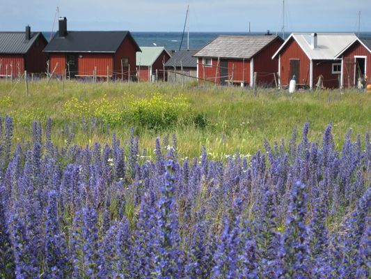 Härliga Lickershamn. Nära badstrand och raukar