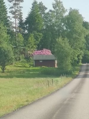 Liten enkel stuga lantligt belägen - Bild 3