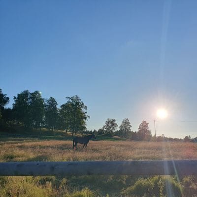 Nybyggt hus med egen lekplats - Bild 4