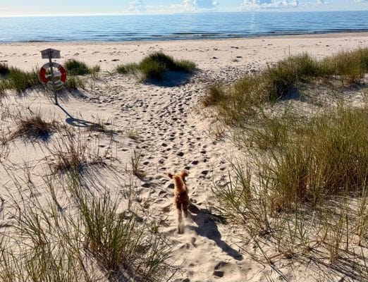 Gästlägenhet i hjärtat av Österlen - Bild 14