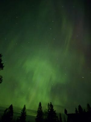 Skogsidyll i Jämtland - natur, lugn - Bild 15