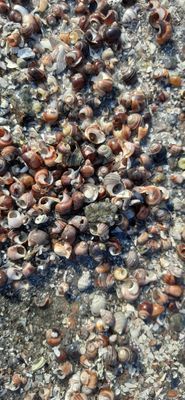 Villa Henriksberg ⚓️ semester på Skaftö Bohuslän⚓️ - Bild 38