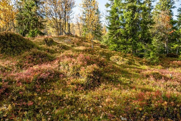 Blåbär och lingon direkt utanför dörren.