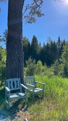 En favoritplats under den gamla tallen i skogen
