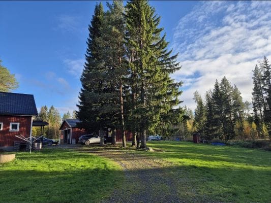 Skogsidyll i Jämtland - natur, lugn - Bild 11