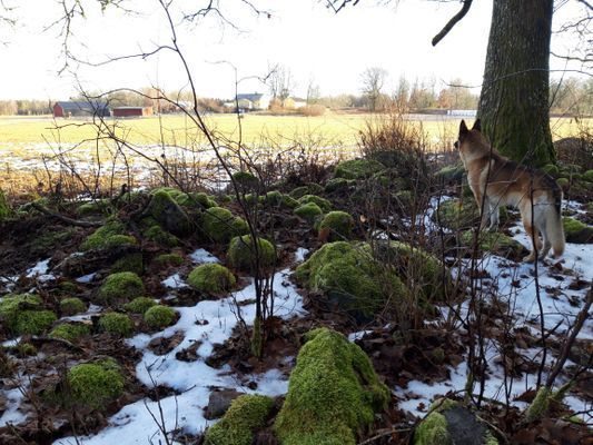 Naturskön och lantlig idyll mellan sjöar. - Bild 65