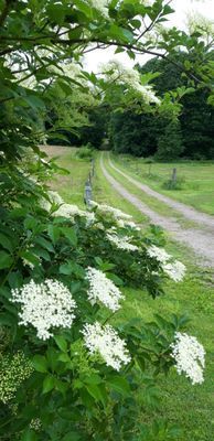 Naturskön och lantlig idyll mellan sjöar. - Bild 38