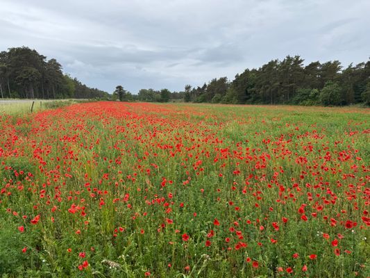 Sommarstuga Lickershamn - Bild 28