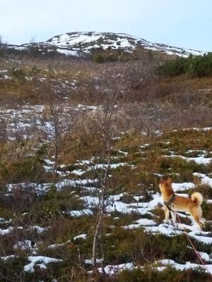 Högt belägen på Copper Hill berget - Bild 8