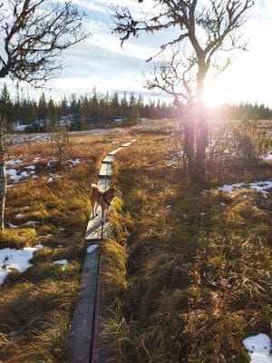 Högt belägen på Copper Hill berget - Bild 15