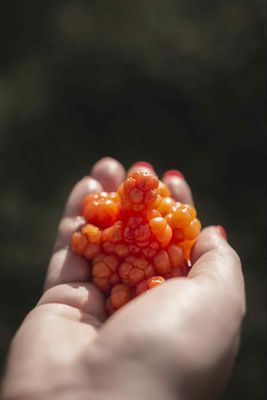 Höst och hjortronplockning