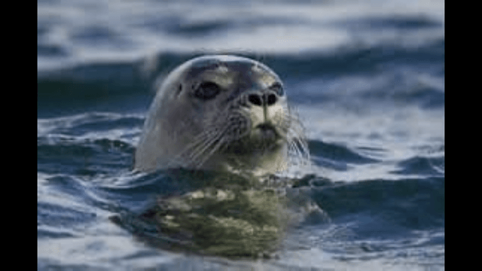 Härligt sommarhus på Onsalas sydspets, nära havet - Bild 26