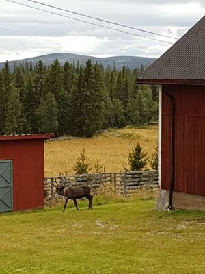 Stuga i Högvålen, Sveriges högst belägna by - Bild 32