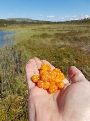 Stuga i Högvålen, Sveriges högst belägna by - Bild 34