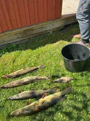 Bra vikar för spöfiske – här en hyresgäst fångst