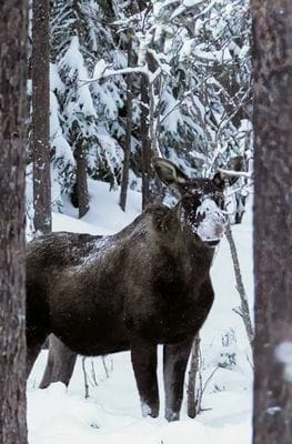 Mysig stuga i Särna, toppen för aktiviteter... - Bild 54