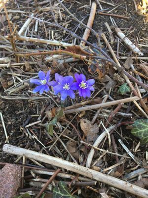Bed & Breakfast på Käringön - Bild 12