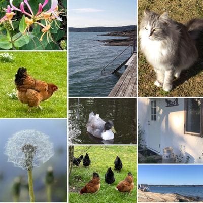 Boende med havsutsikt på Orust, Bohuslän - Bild 8