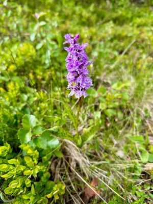 Arkitektritat fjällhus i Tänndalen - Bild 52