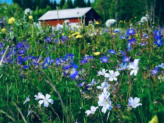 Hamnslåtten Norrfällsviken - Bild 14