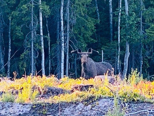 Hamnslåtten Norrfällsviken - Bild 18