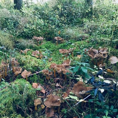 Hamnslåtten Norrfällsviken - Bild 17