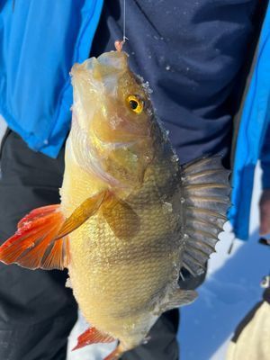 Fin öring och abborre i Lofssjön och tjärnar runtikring