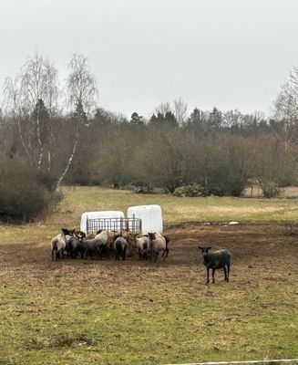 Mysig röd/vit stuga i småland - Bild 20