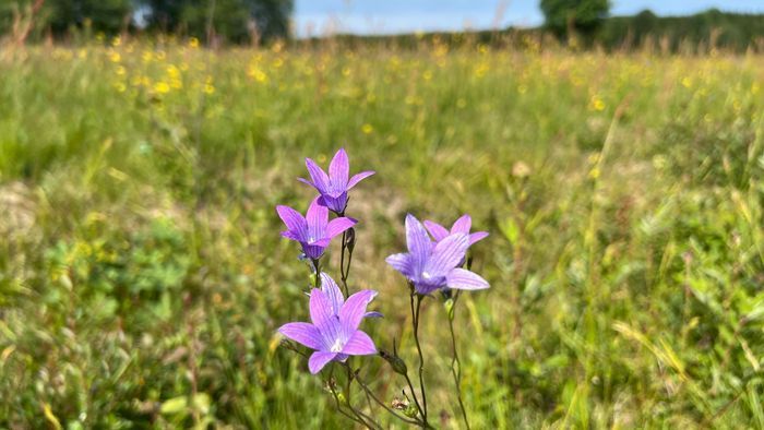 Mysig timmerstuga med kamin i södra Värmland - Bild 5