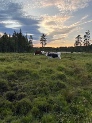 Ombonad stuga vid spår och sjö i Harsa - Bild 38